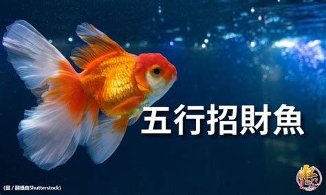 招財魚有哪些|最招財的風水魚有哪些？風水魚擺件有什麼講究？